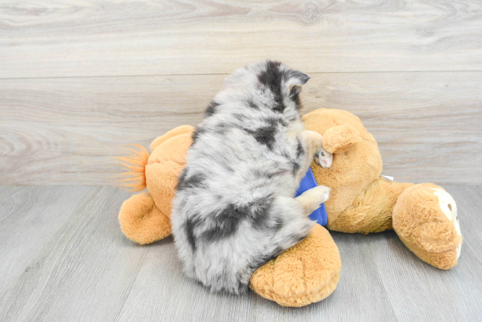 Pomsky Puppy for Adoption