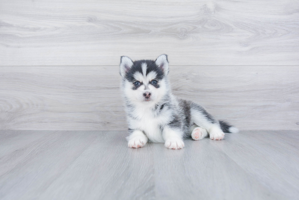Little Mini Husky Designer Puppy