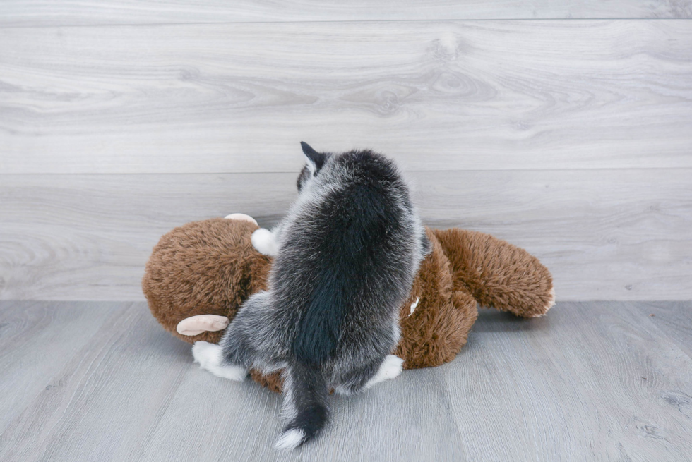 Pomsky Puppy for Adoption