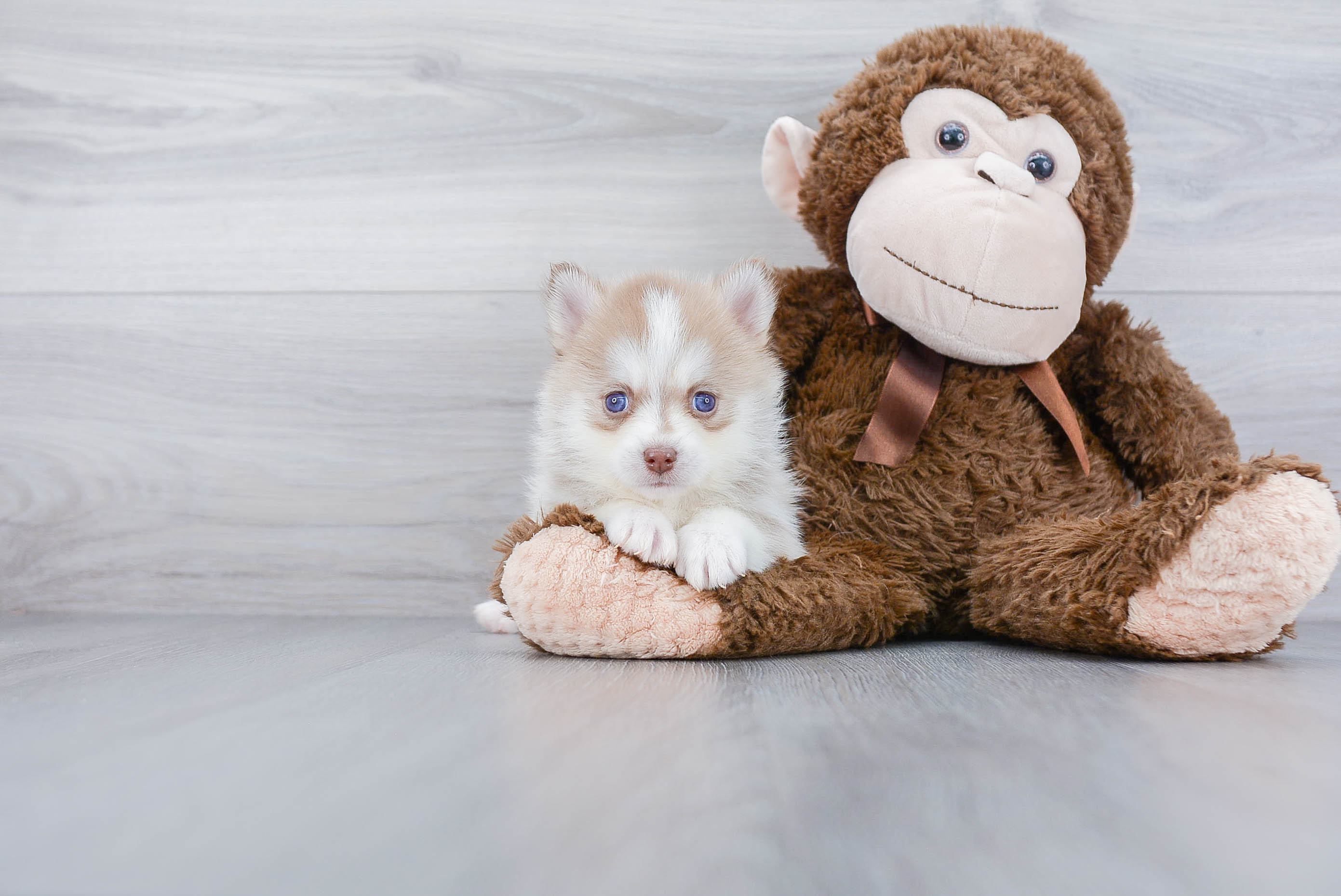 Pomsky Puppy for Adoption