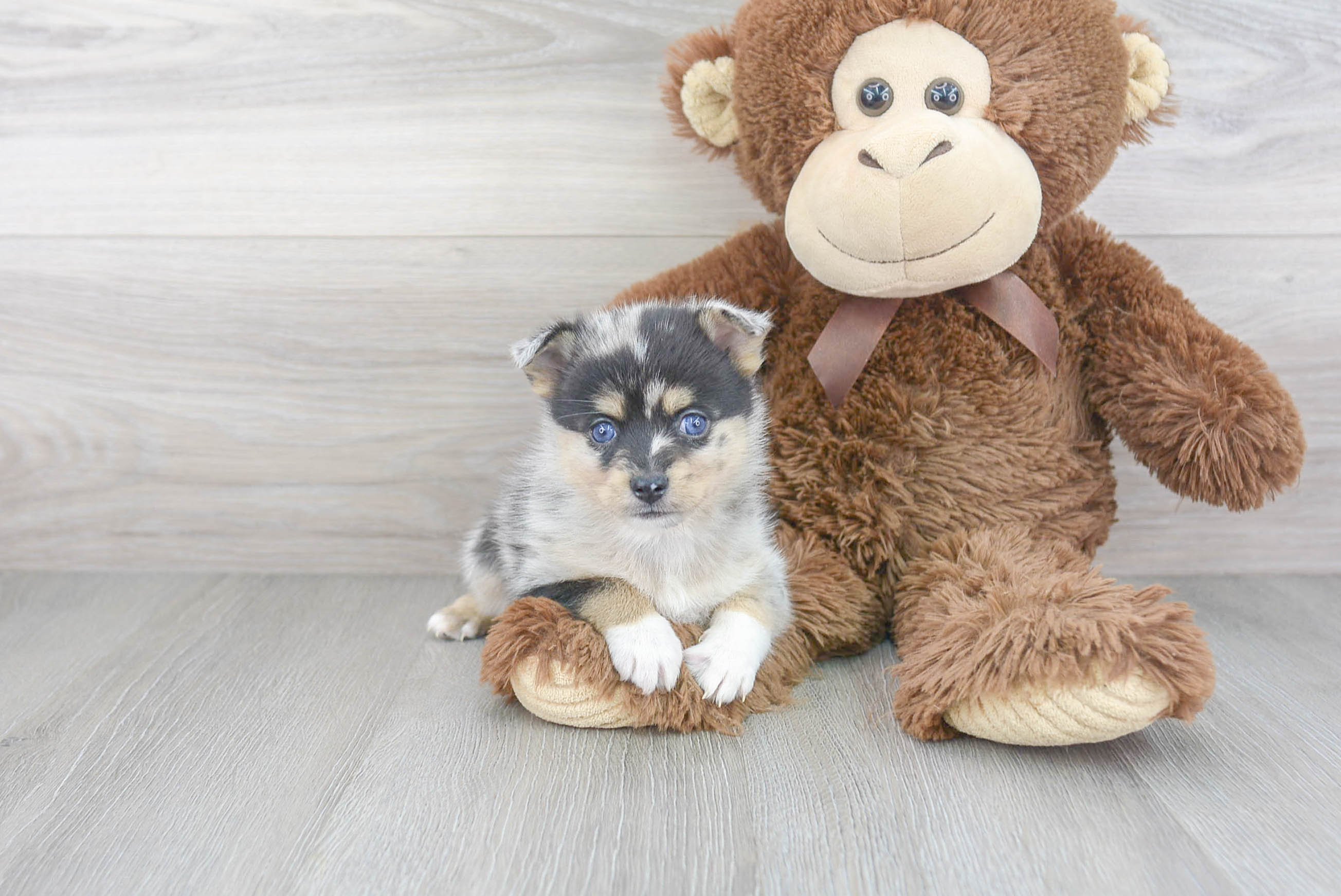Best Pomsky Baby