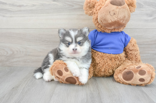 Hypoallergenic Mini Husky Designer Puppy