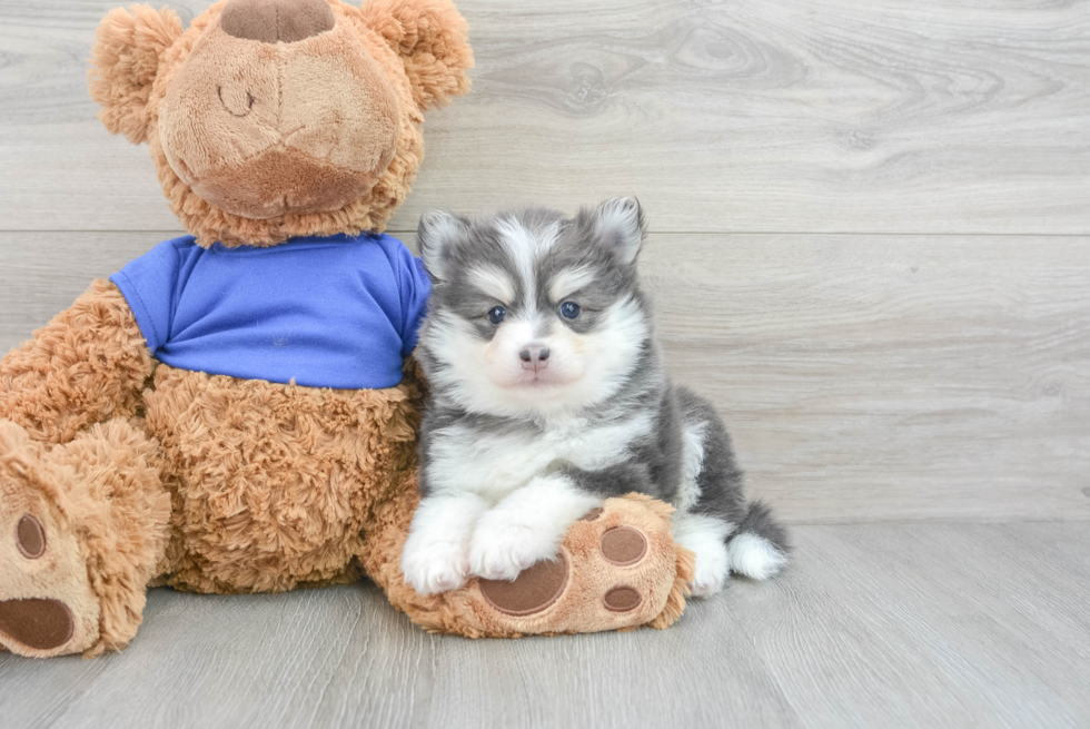 Playful Mini Husky Designer Puppy