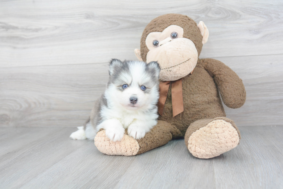 Best Pomsky Baby