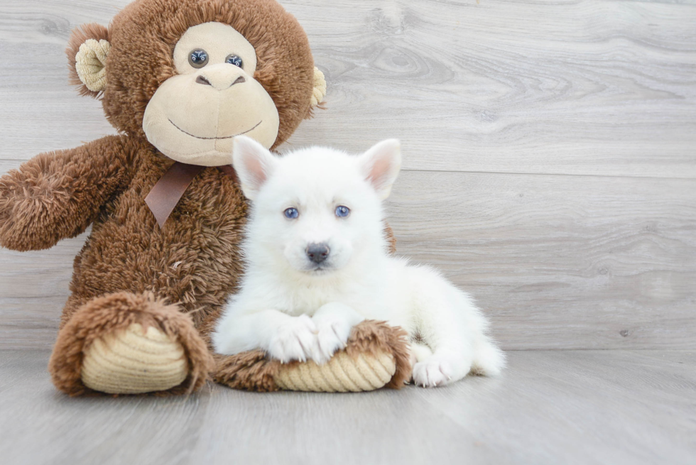 Fluffy Pomsky Designer Pup
