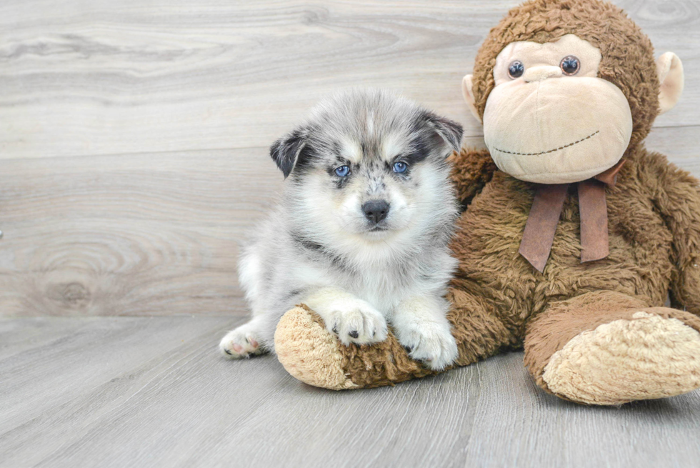Pomsky Pup Being Cute