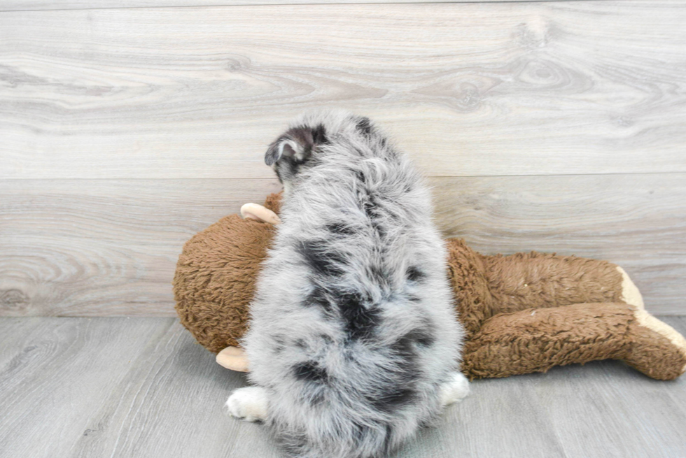 Pomsky Puppy for Adoption