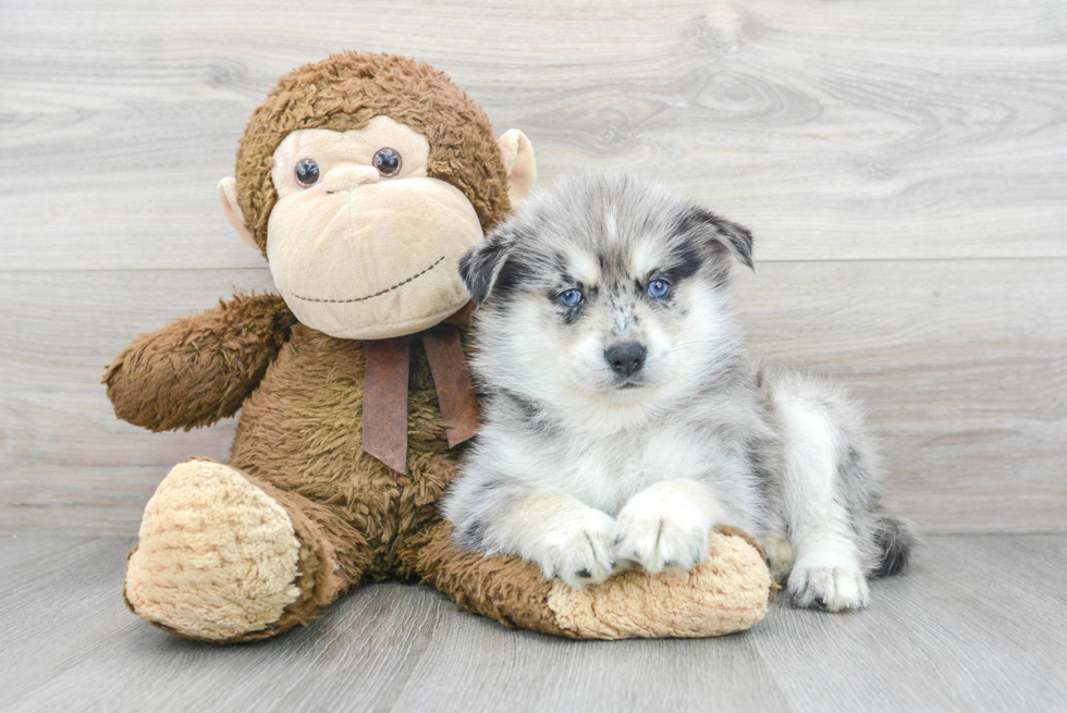 Popular Pomsky Designer Pup