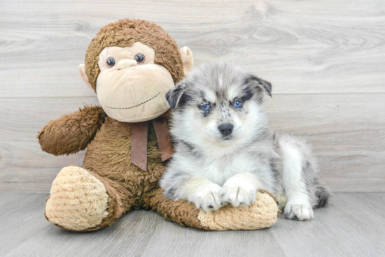 Popular Pomsky Designer Pup