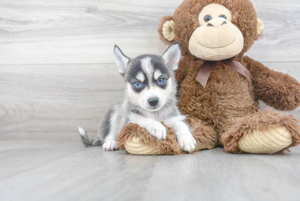 Adorable Mini Husky Designer Puppy
