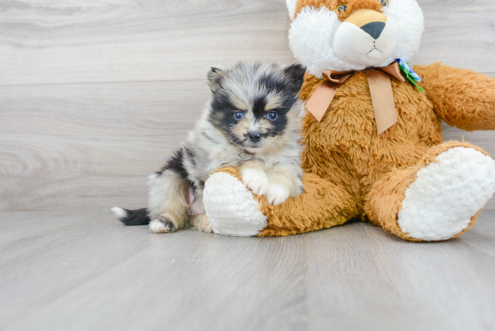 Fluffy Pomsky Designer Pup