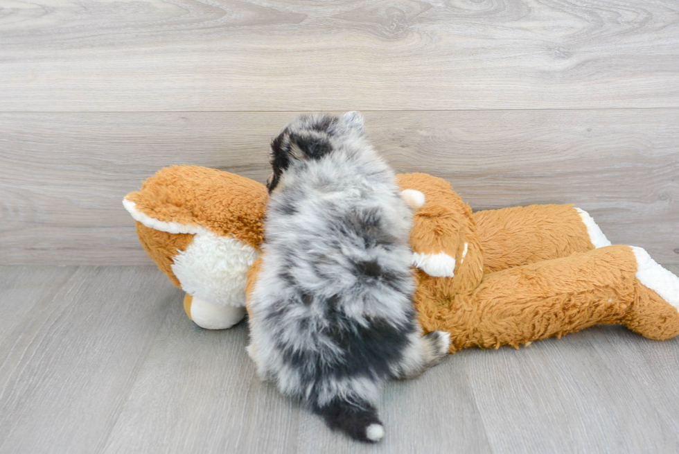 Pomsky Puppy for Adoption