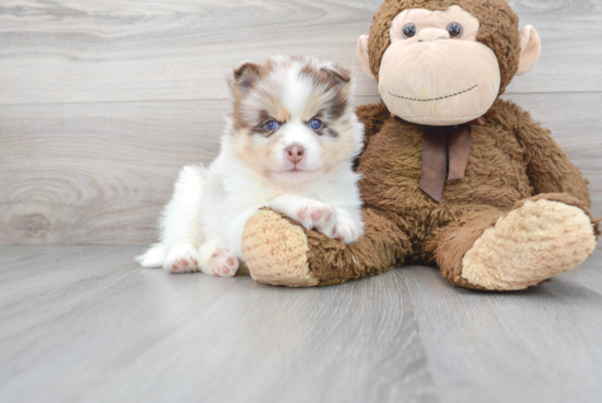 Fluffy Pomsky Designer Pup