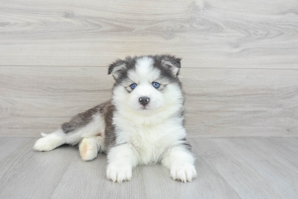 Funny Pomsky Designer Pup