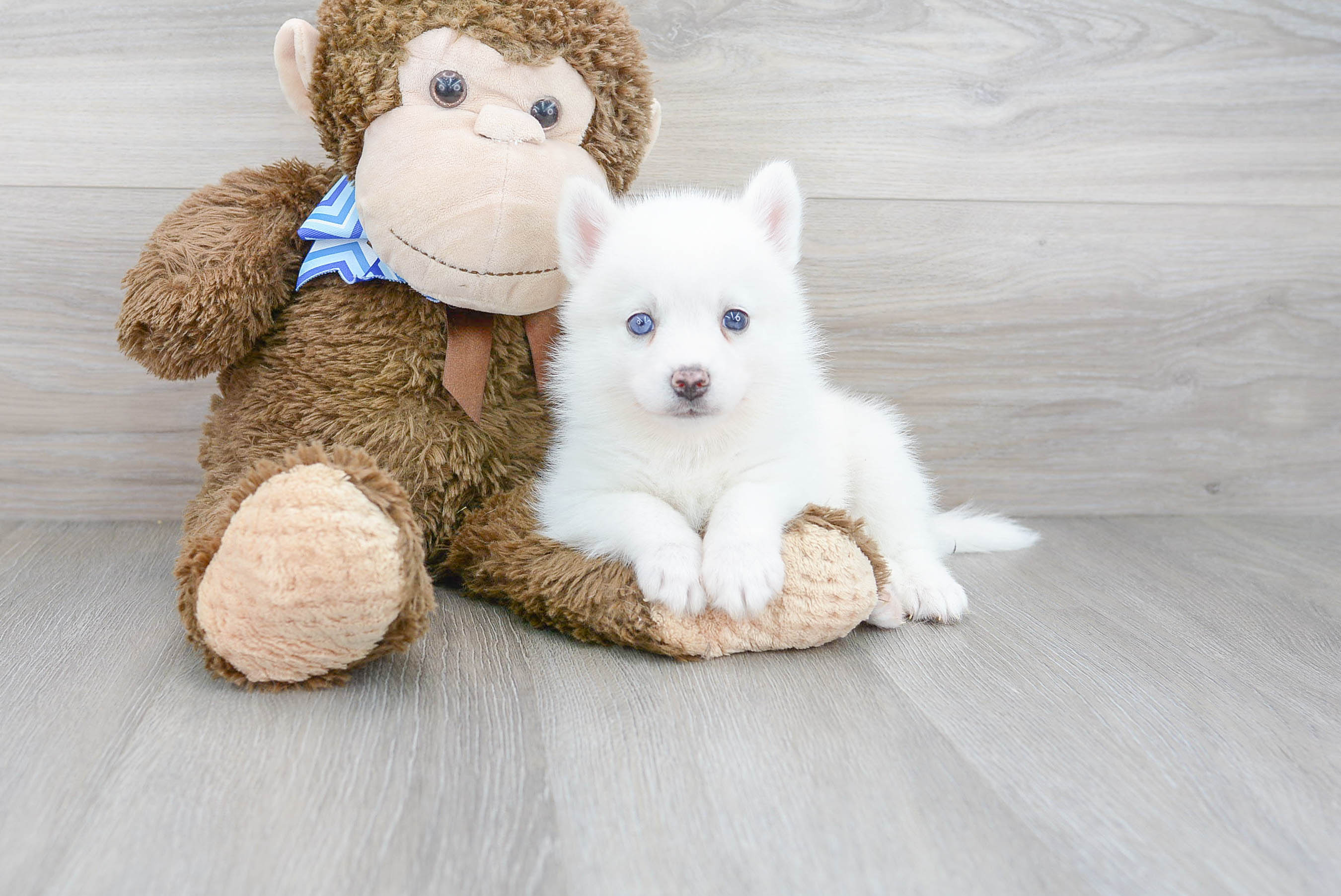 Petite Pomsky Designer Pup