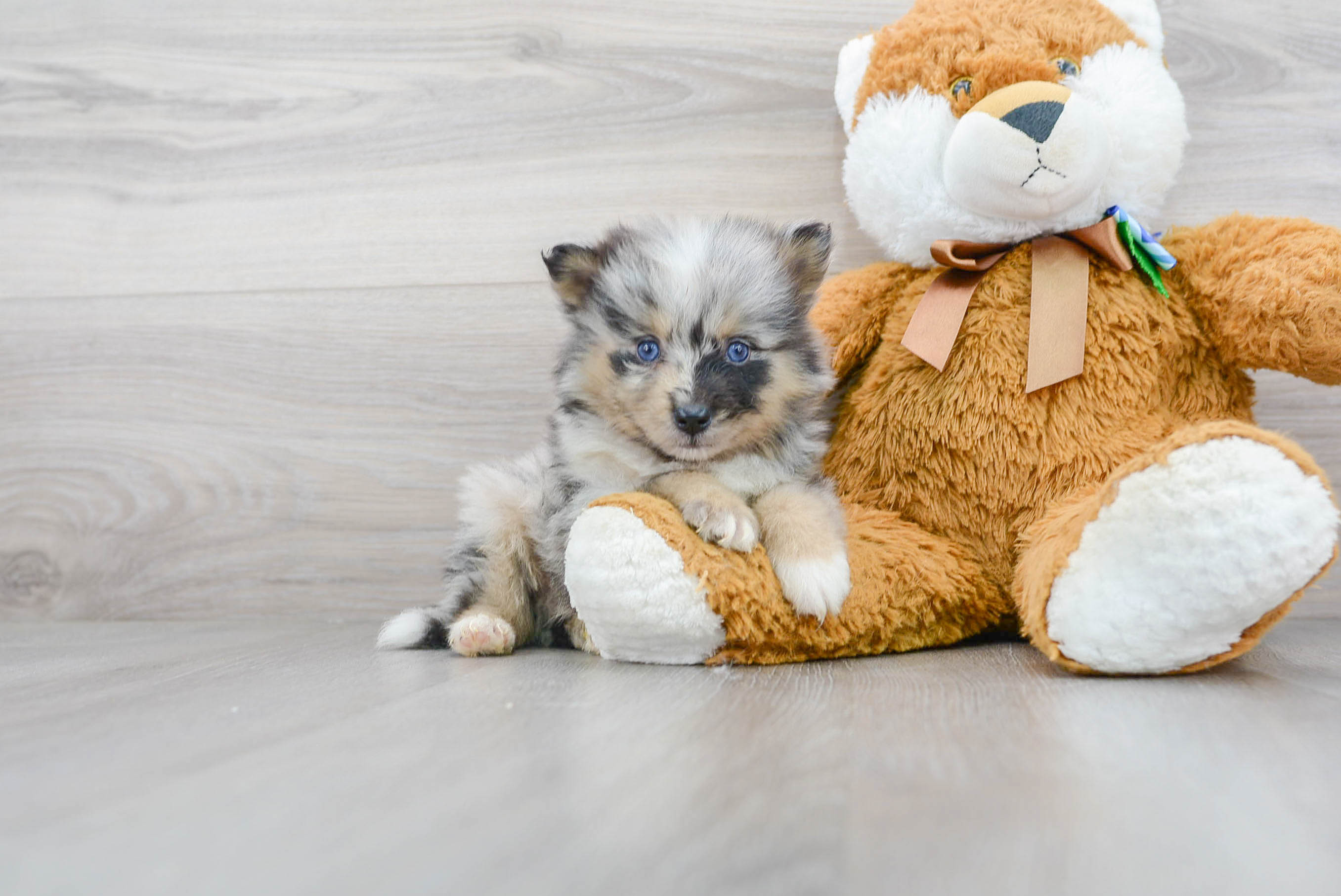 Happy Pomsky Baby