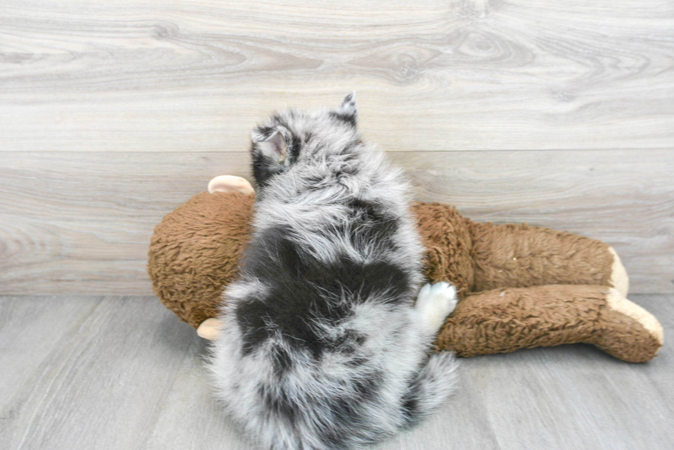 Pomsky Pup Being Cute