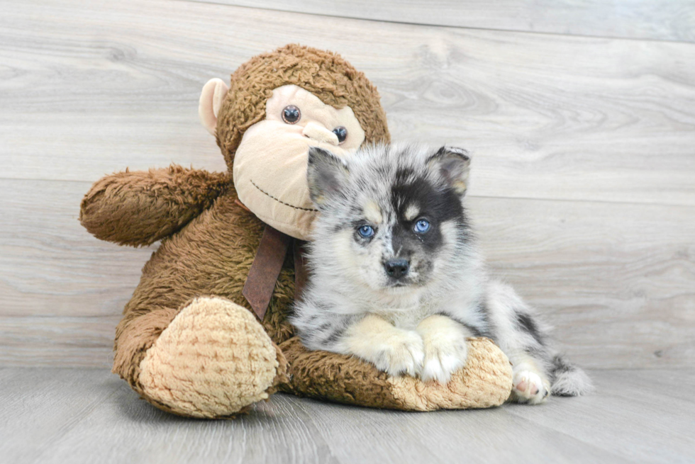 Hypoallergenic Mini Husky Designer Puppy