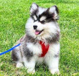 Pomsky Puppies For Sale - Premier Pups
