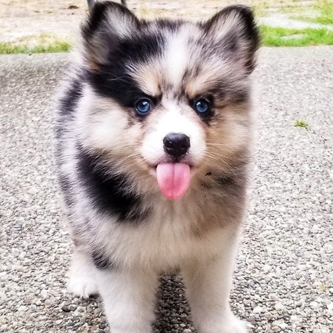 Merle Pomsky puppy with tongue out