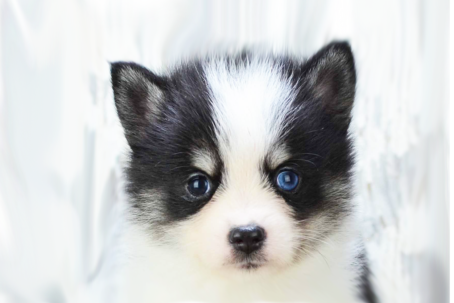 Pomsky Puppies For Sale - Premier Pups
