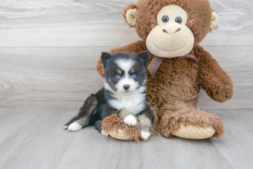 Adorable Mini Husky Designer Puppy