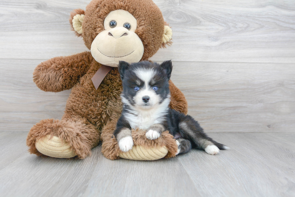 Pomsky Puppy for Adoption
