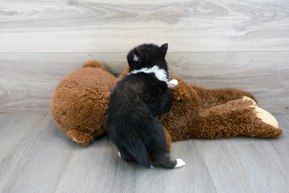 Friendly Pomsky Baby
