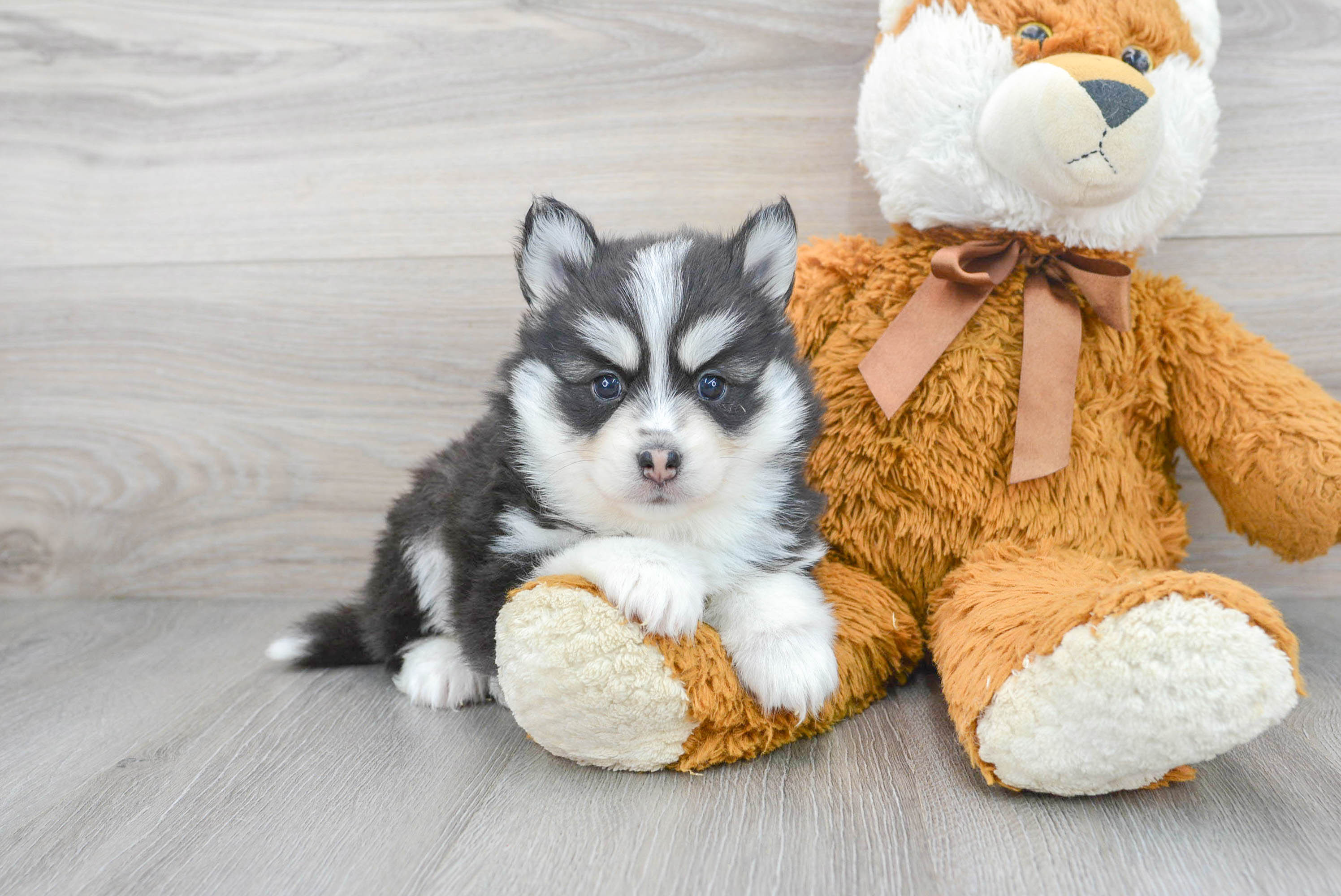 Pomsky Puppy for Adoption
