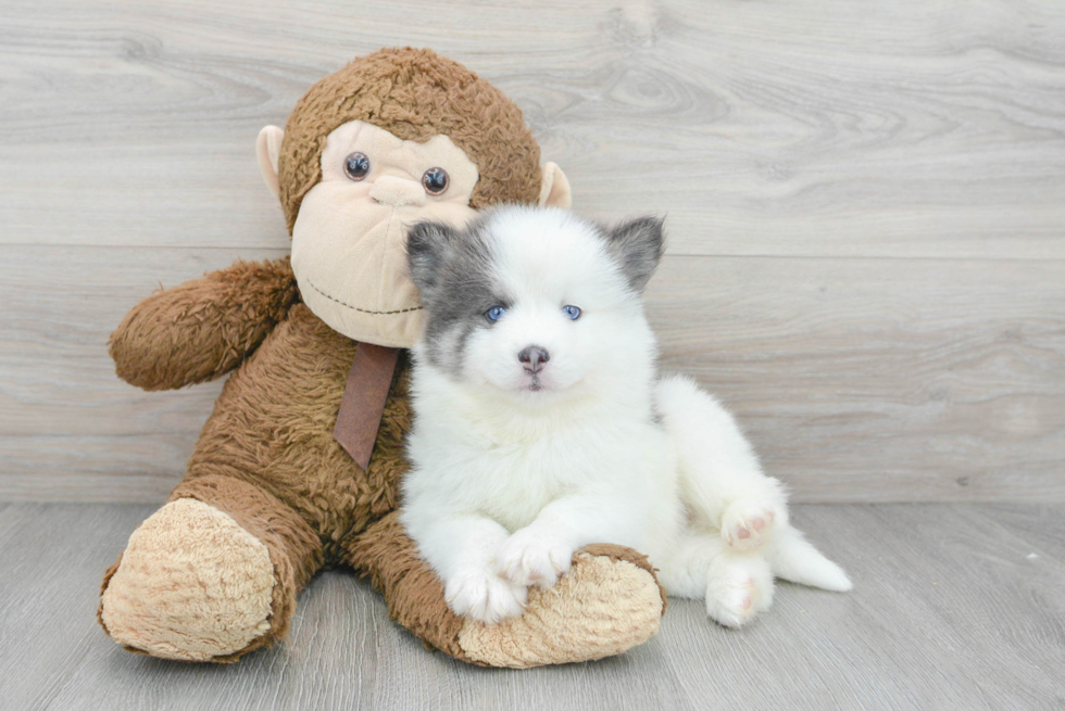 Happy Pomsky Baby
