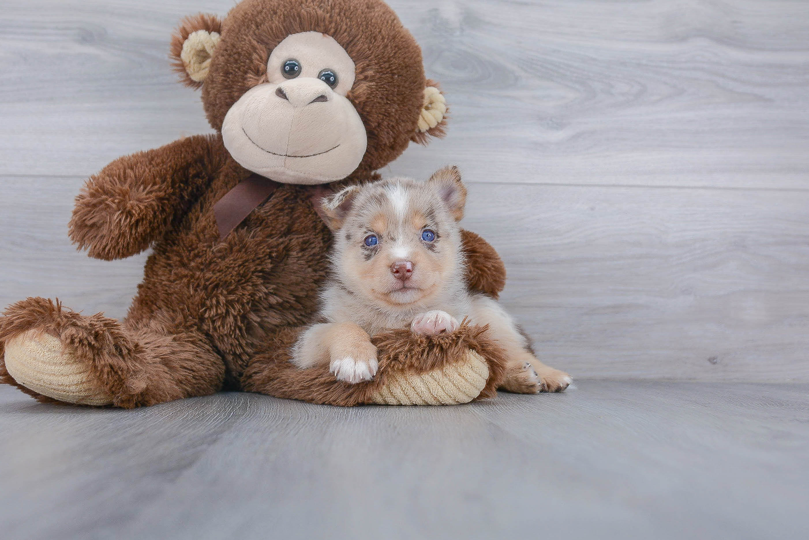 Energetic Mini Husky Designer Puppy