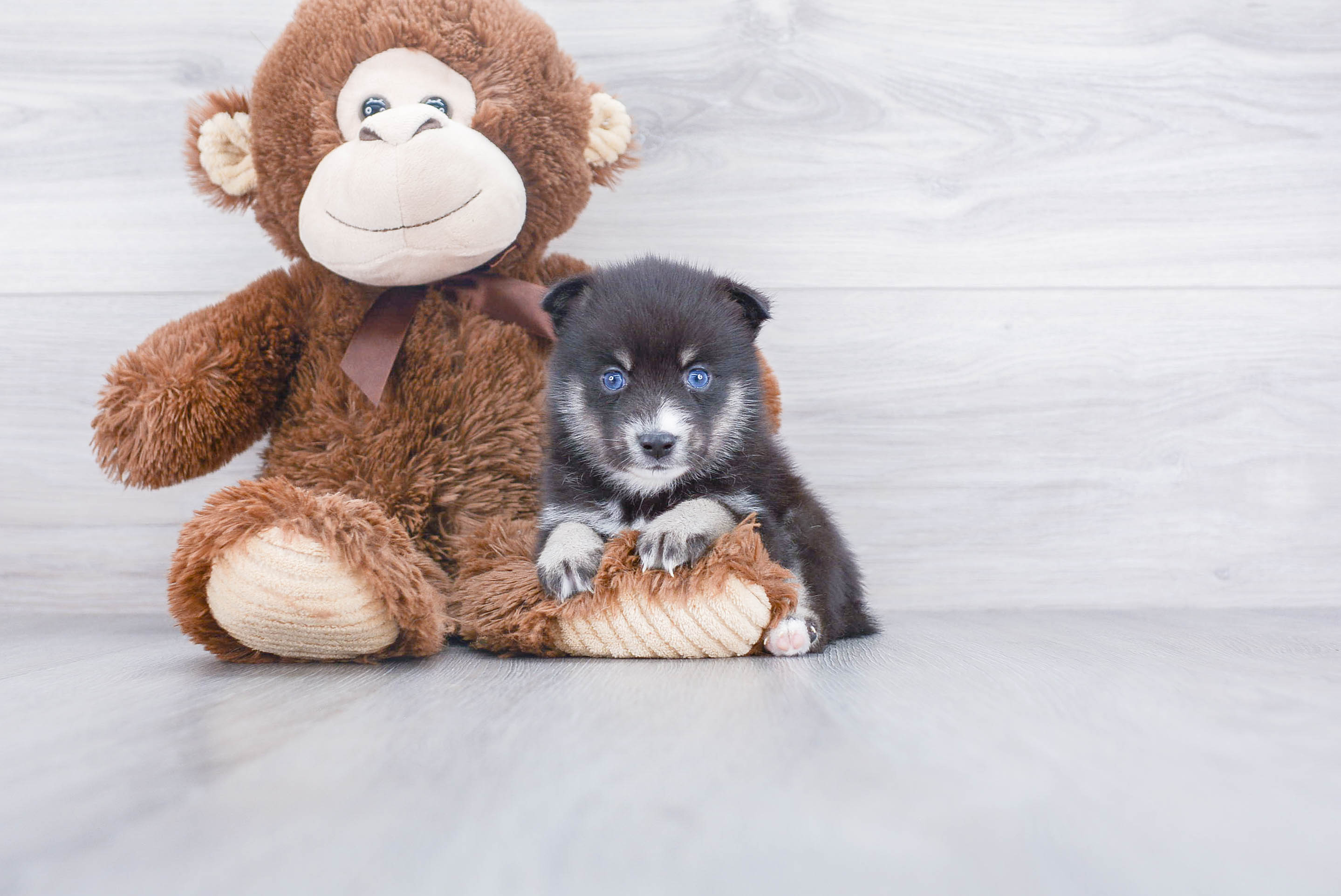 Pomsky Puppy for Adoption