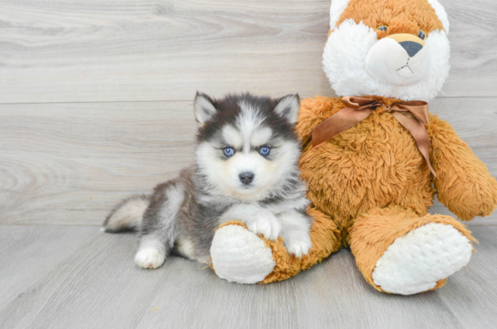 Hypoallergenic Mini Husky Designer Puppy
