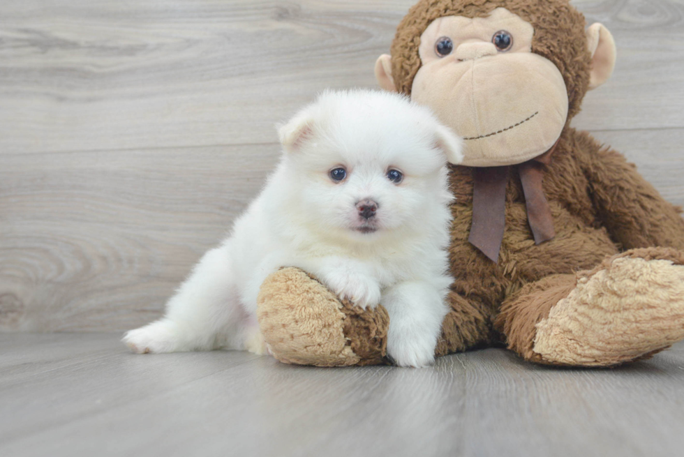 Pomsky Puppy for Adoption