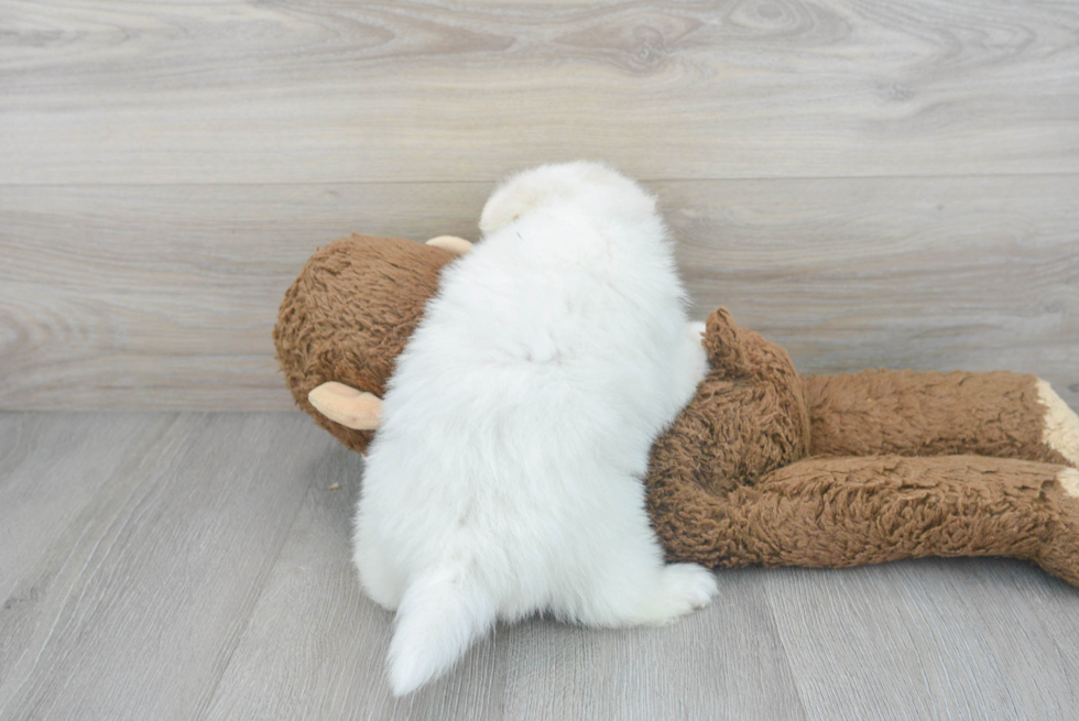 Pomsky Puppy for Adoption