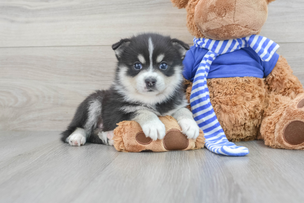 Pomsky Puppy for Adoption