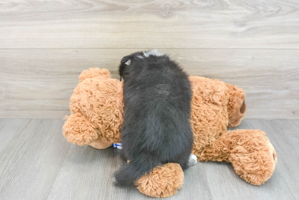 Pomsky Puppy for Adoption