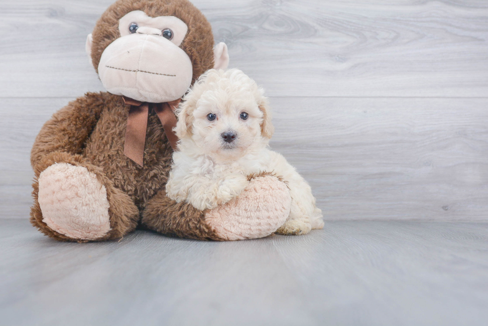 Smart Poochon Poodle Mix Pup