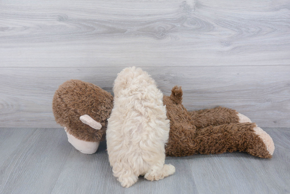 Poochon Pup Being Cute