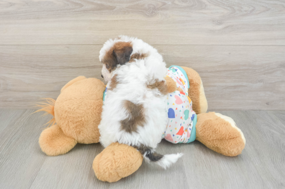 Fluffy Poochon Poodle Mix Pup