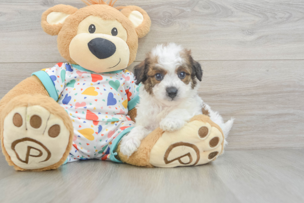 Fluffy Poochon Poodle Mix Pup