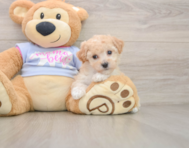 7 week old Poochon Puppy For Sale - Premier Pups
