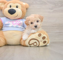 7 week old Poochon Puppy For Sale - Premier Pups