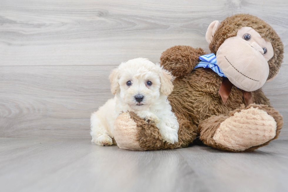 Poochon Puppy for Adoption