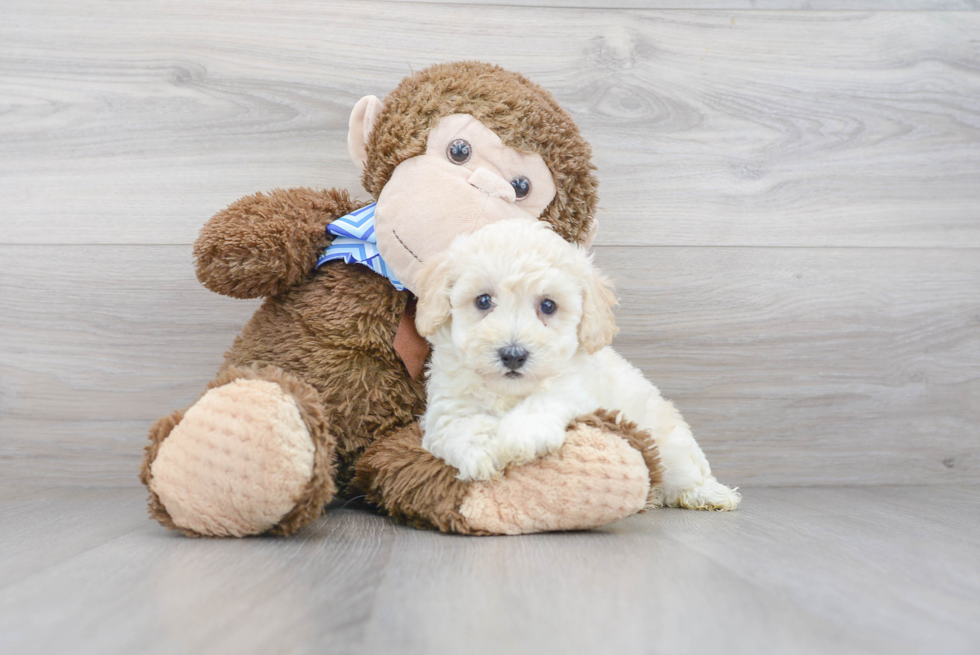 Poochon Puppy for Adoption