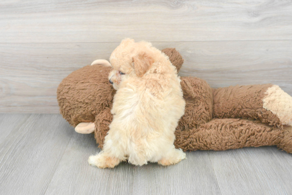 Poochon Pup Being Cute