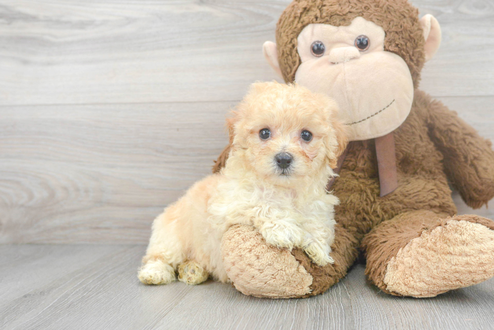 Petite Poochon Poodle Mix Pup