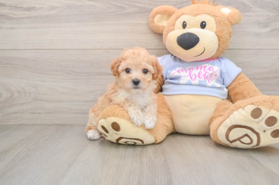 ASPEN, a Poochon littermate