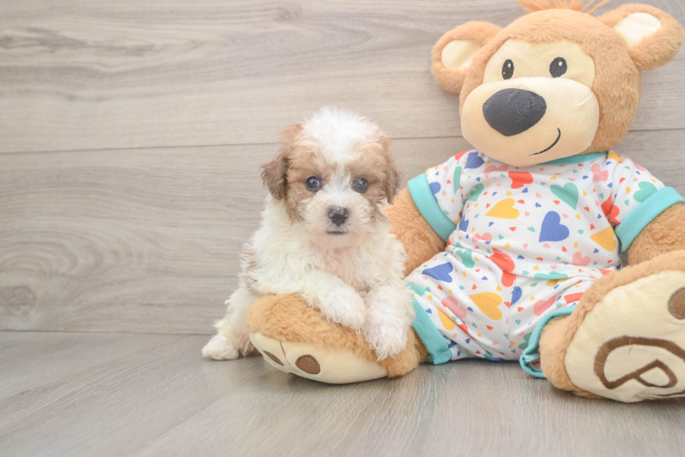 Poochon Pup Being Cute