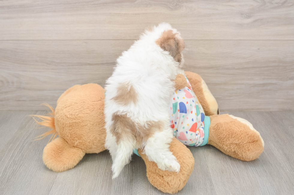 Smart Poochon Poodle Mix Pup